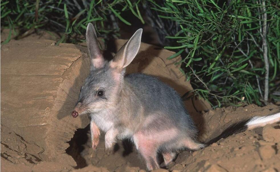 回顾:人兔大战澳大利亚完败,超100亿野兔成灾,当地人为何不吃?