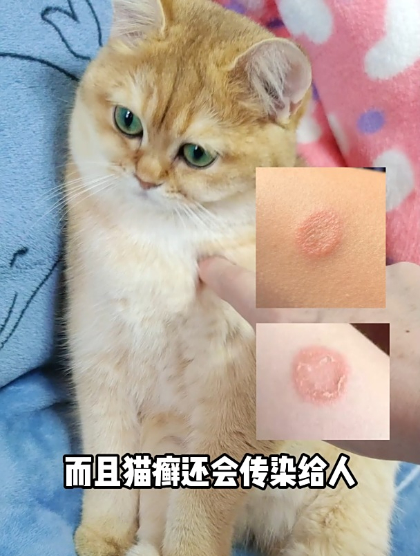 幼猫刚到家就长猫癣了怎么办?千万别不当回事!甚至连你也会中招