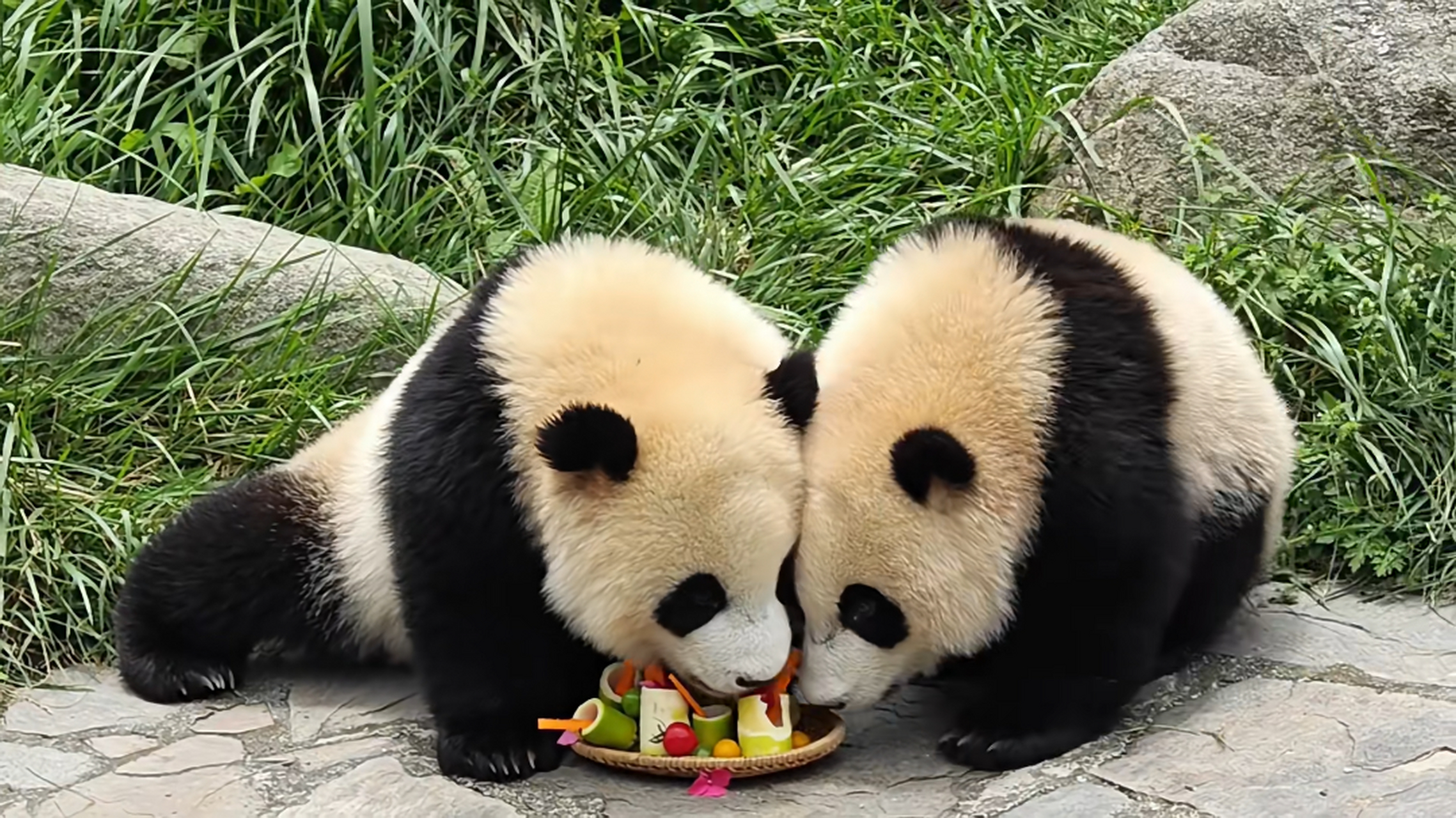 水果拼盘,感觉好好吃的样子!