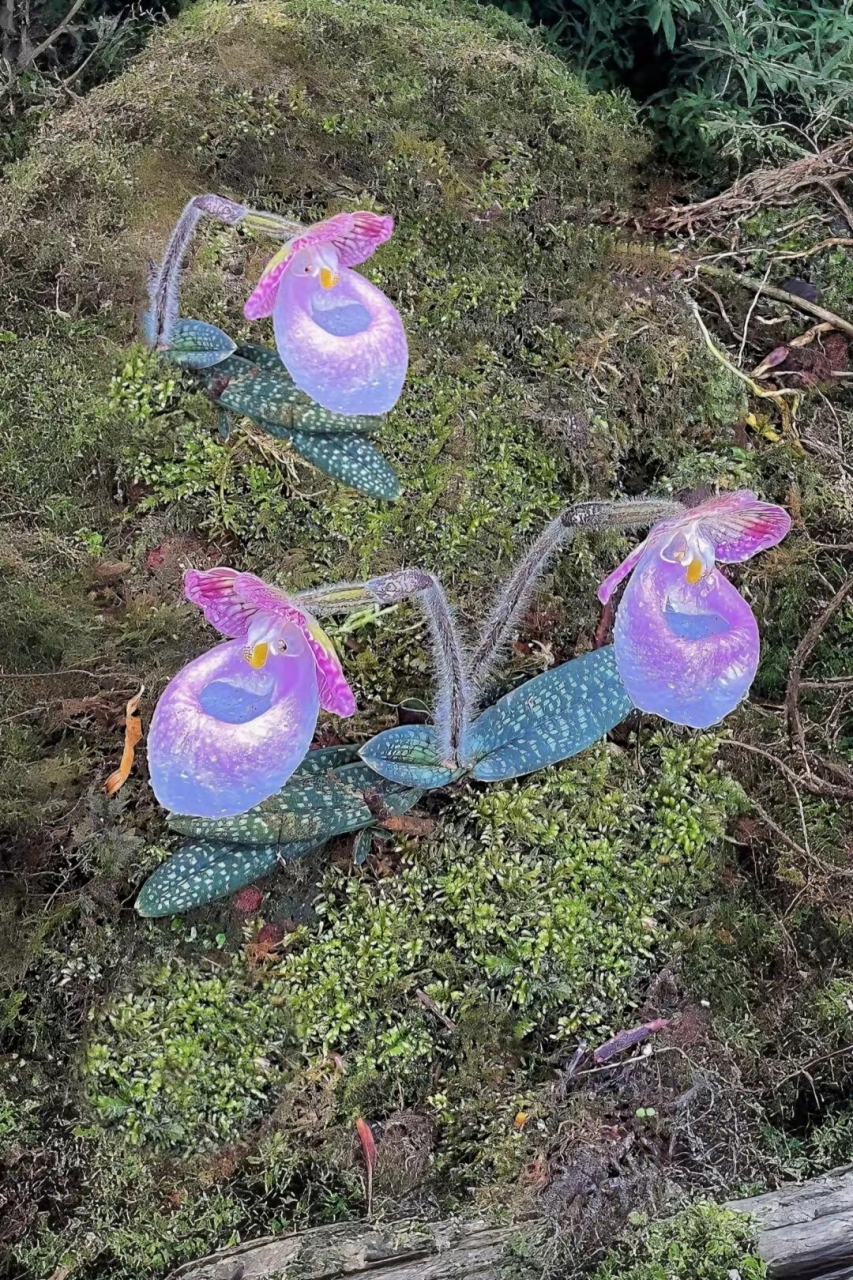 兜兰,别名拖鞋兰,仙履兰,其独特花型引人瞩目.