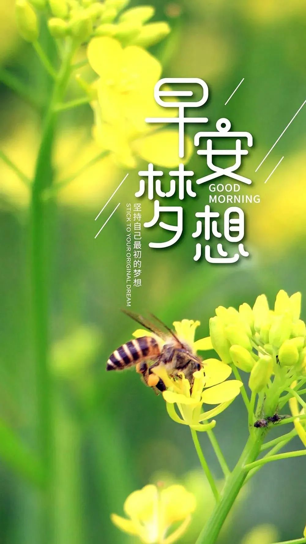 清早励志短语(清早的激励语)
