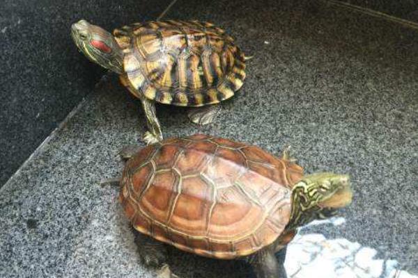 巴西龟冬眠的时候怎么养,不同的冬眠方法需要注意的事项不同