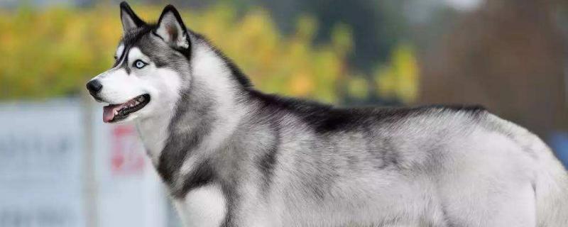 哈士奇和狼有什么区别,外形相似但性格不同