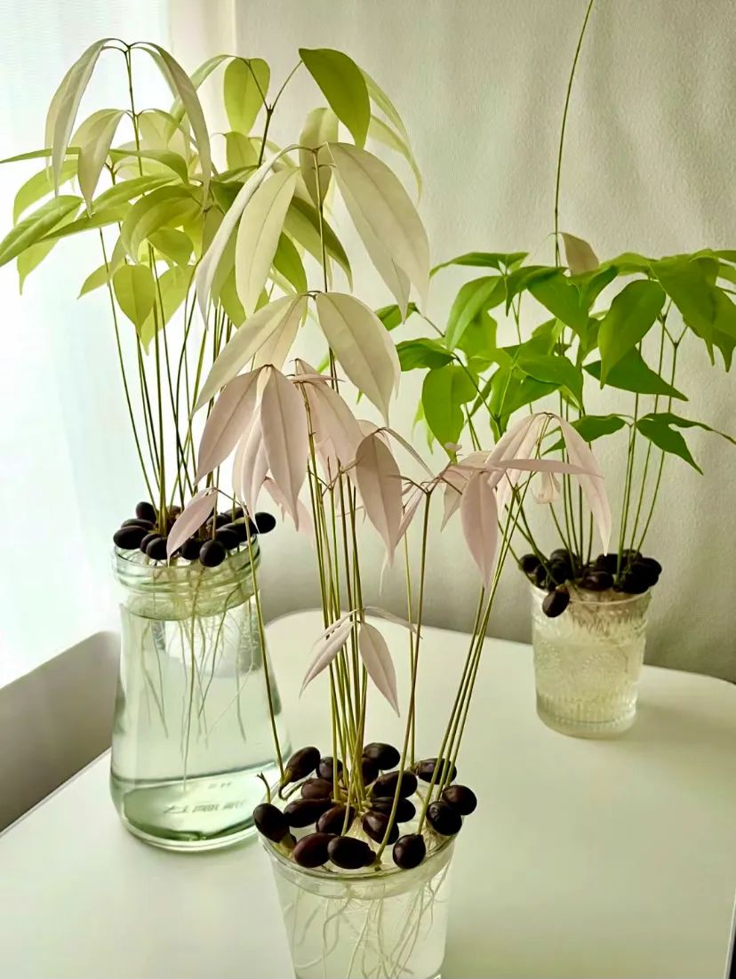 水培荔枝核成盆栽,清水就能养,不花一分钱,比买来的绿植还好看