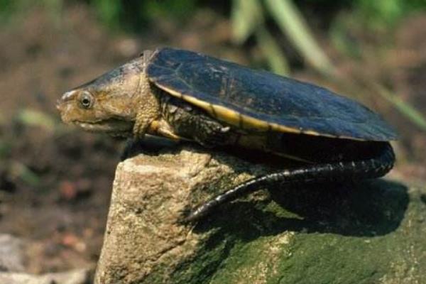 鹰嘴龟多少钱一只,如何鉴别雌雄