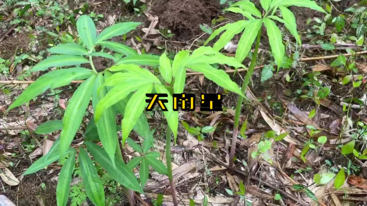 有天南星生长的地方,周围一定会有毒蛇出没,告诉家人看到要远离