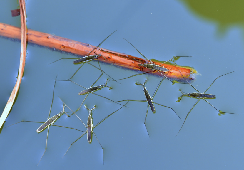 农村池塘水边漂浮的虫子是什么?是大蚊子吗?咬人吗?
