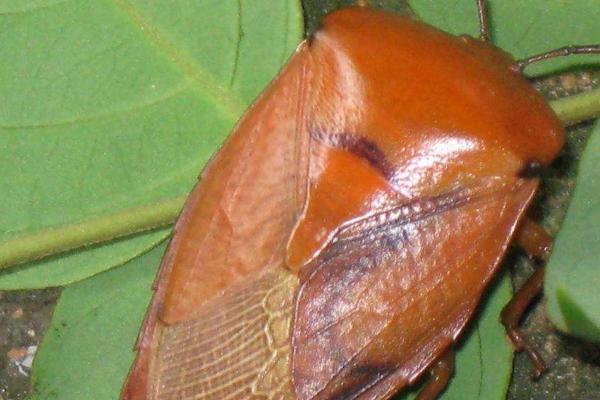 臭虫怎么消灭彻底,一般采用物理防治办法