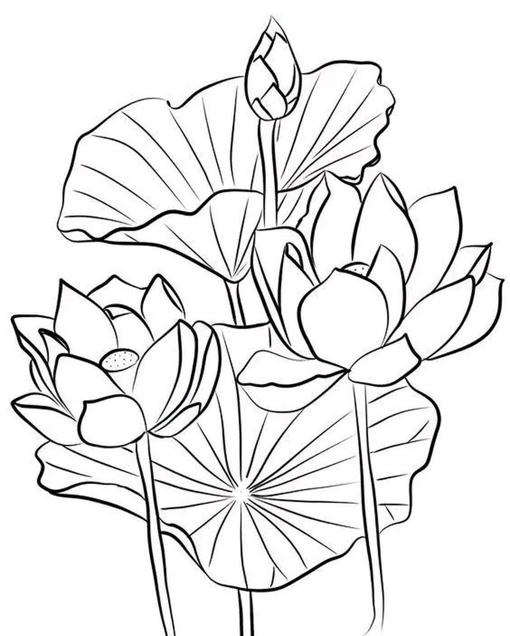 白描 | 荷花之美