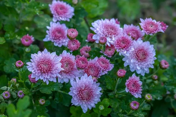 今天带大家了解一下地被菊?有哪些花色?