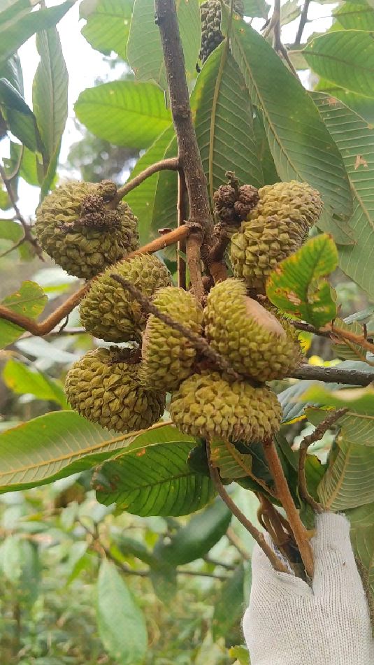 站在树上摘风流果