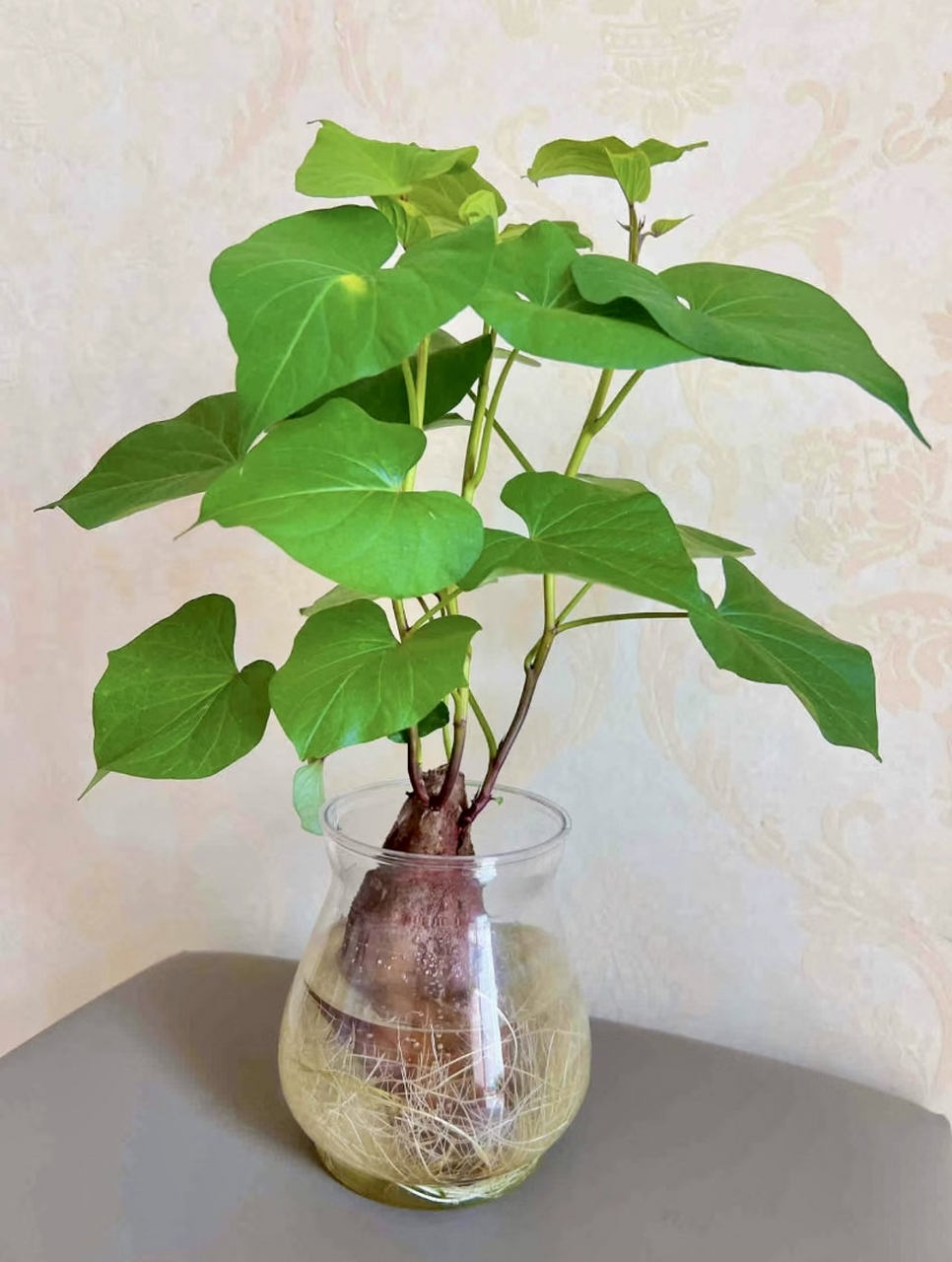 想要地瓜越长越好,越来越茂盛,薄肥勤施哦,每天三滴营养液,让地瓜叶