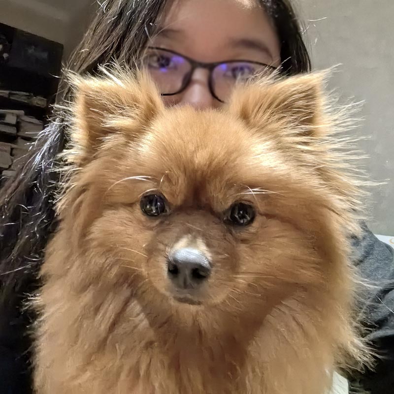 昆明市五华区3000寻找棕色博美犬