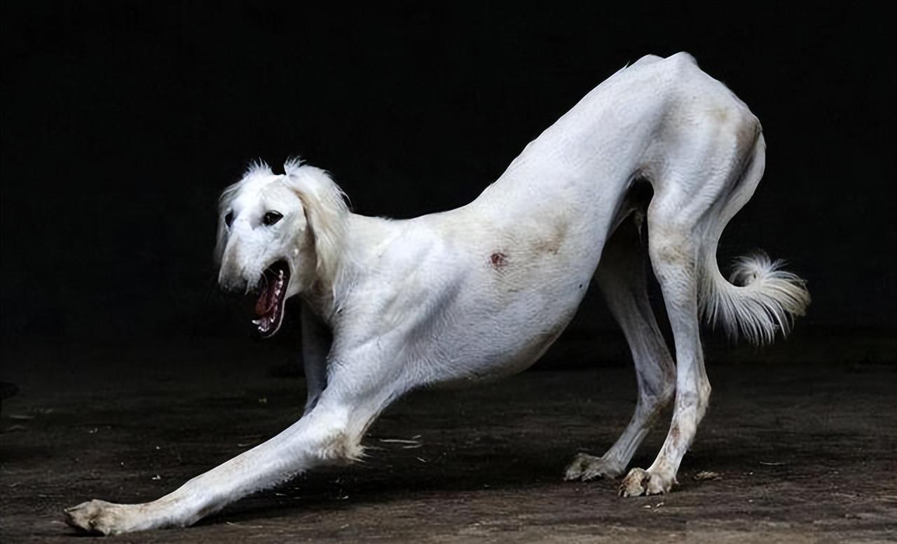 啸天犬的原型图片