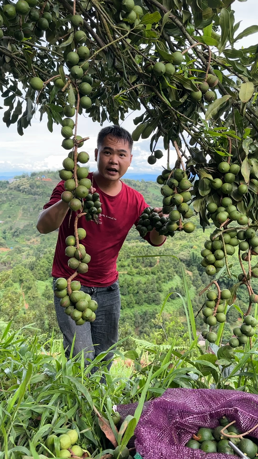 云南夏威夷果生果,新鲜采摘,外壳坚硬,果仁饱满香脆!见过吗?