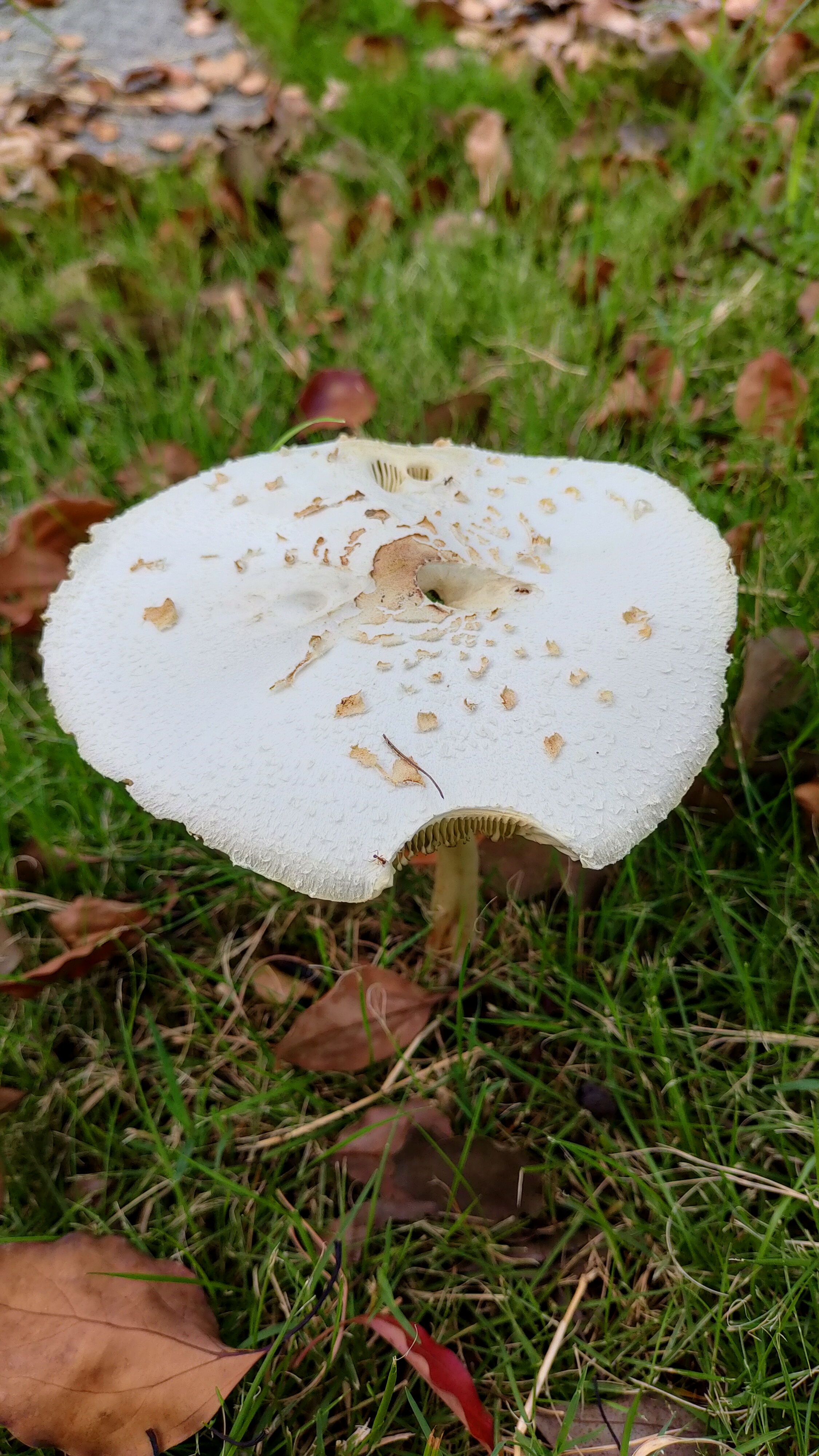 草地上的蘑菇图片