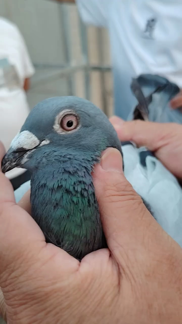 秦龙赛鸽张晴莉种鸽欣赏:克拉克613曾孙,开尔大棚决赛8名