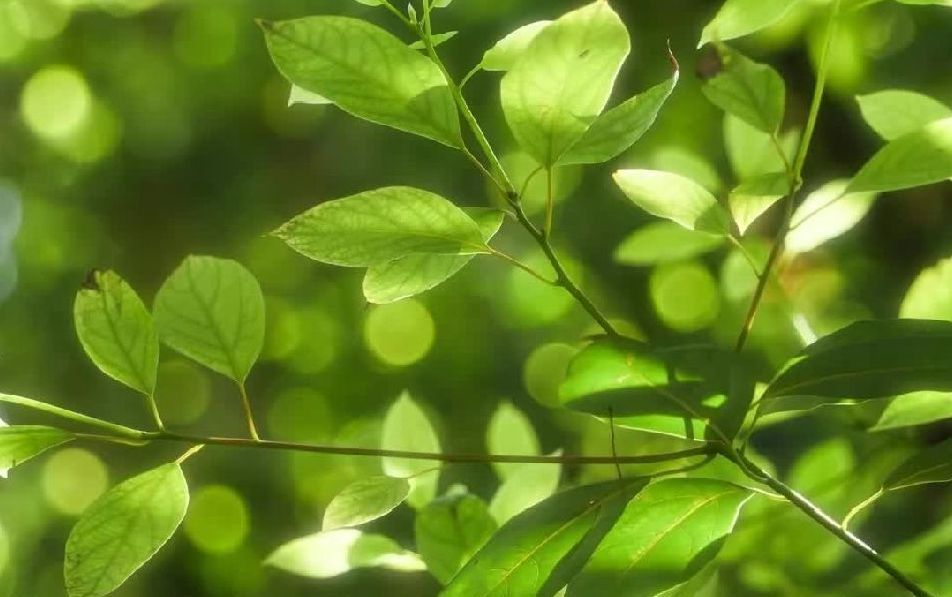 夏木阴阴正可人
