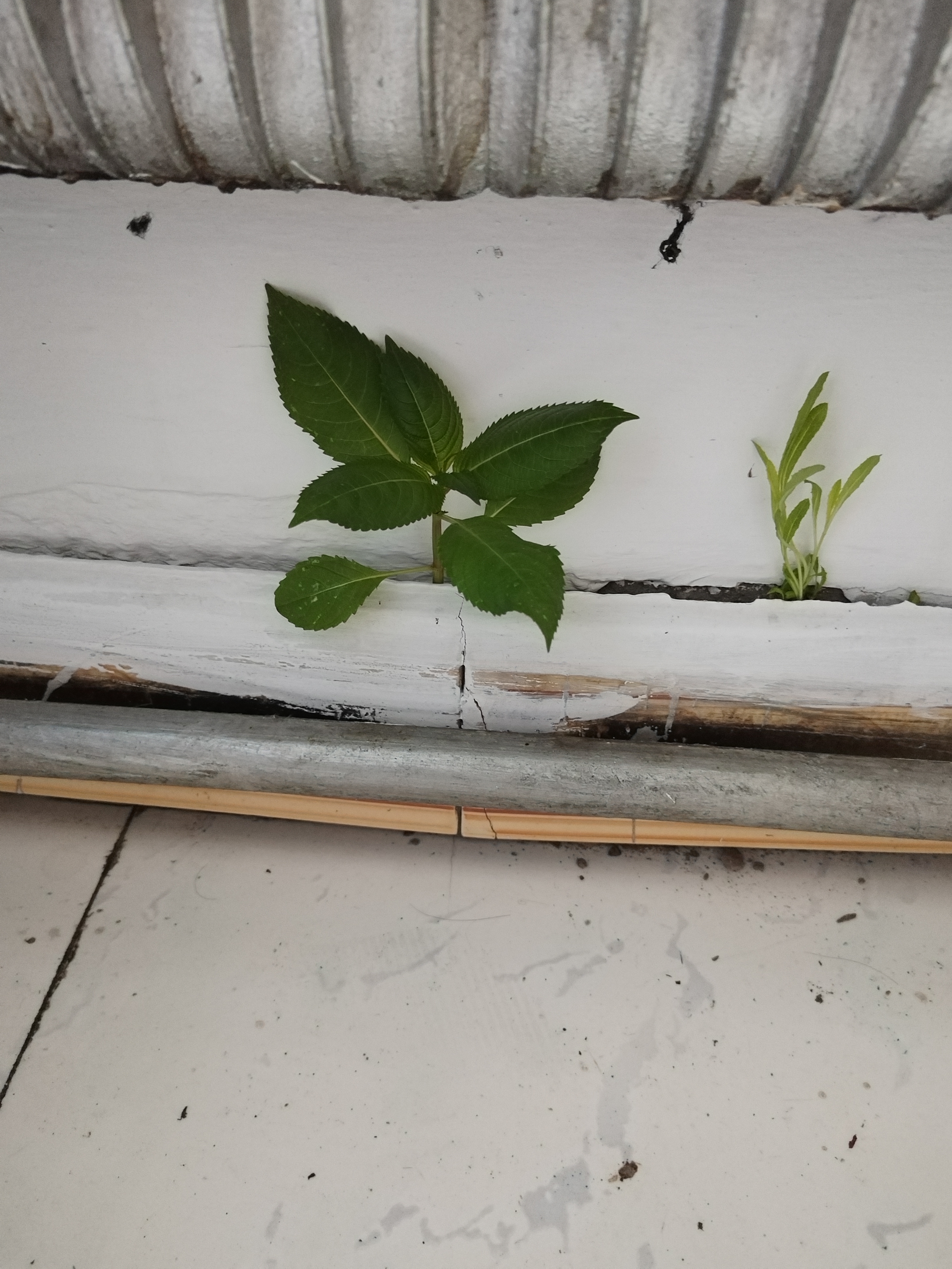 前几天来朋友,准备去平房住几天,没想到半年没住的