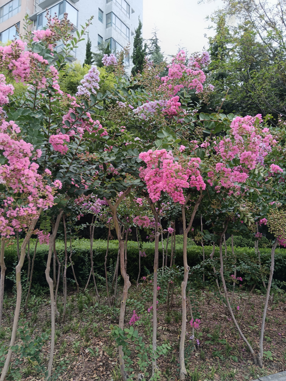 临沂街边看到的这个树,开花也太美了吧?这是什么花啊?