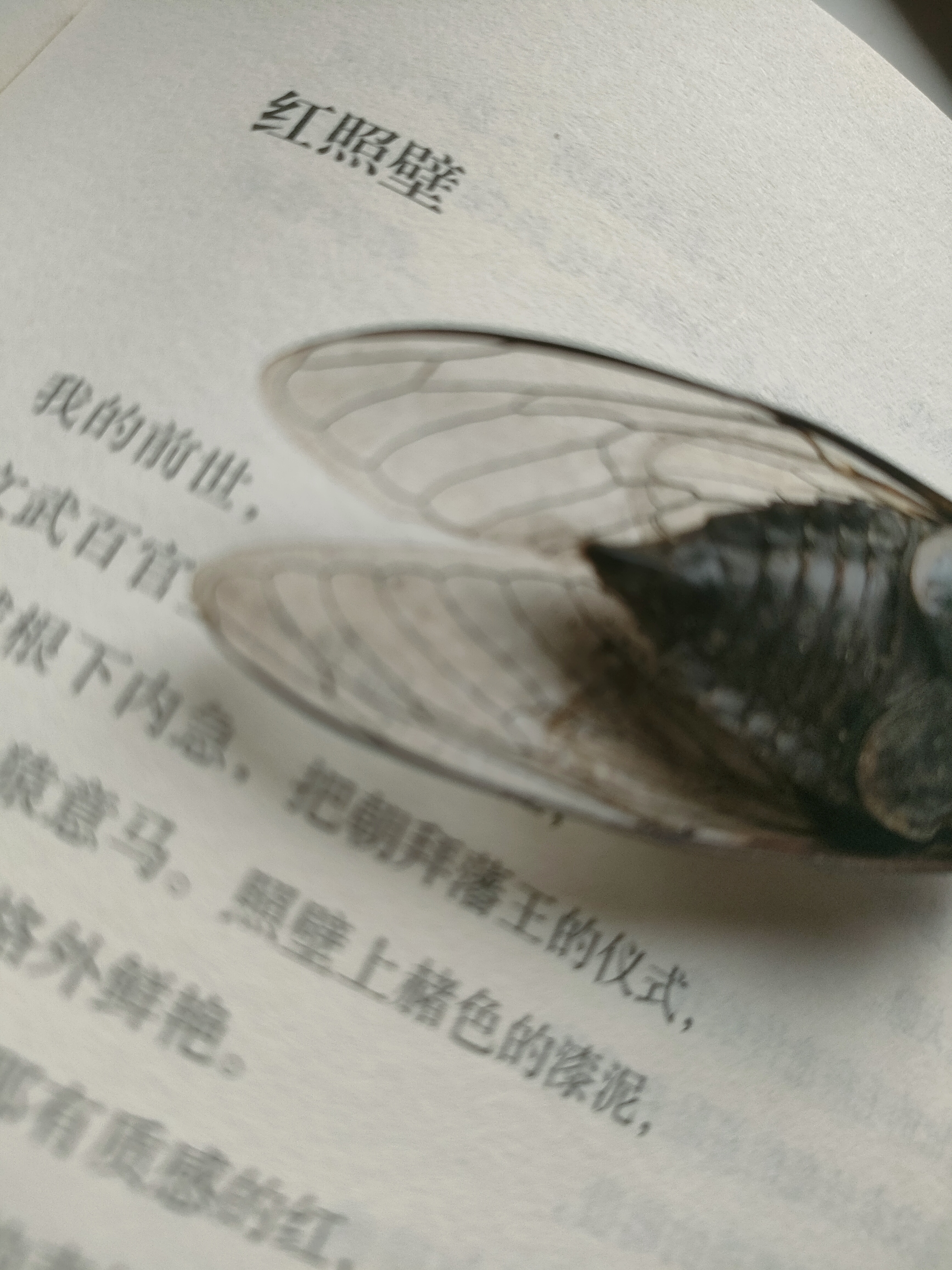 衰亡(读特拉克尔诗有感)