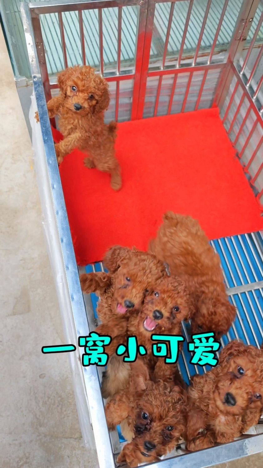 探访昆明小板桥宠物市场,一群小可爱让人驻足