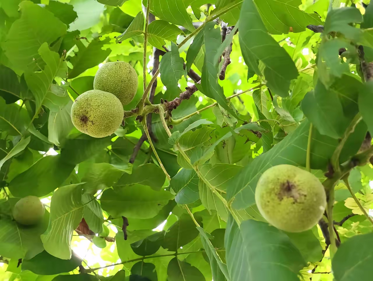今天去亲戚家,在村头看到几棵大树,还挂了不少