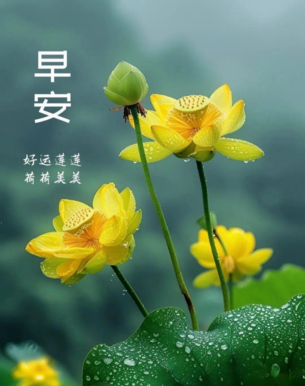 分享莲花早安图片(二) #今日早安