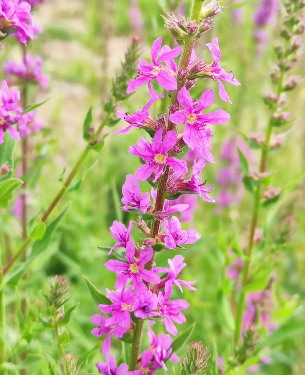 千屈菜,是千屈菜科千屈菜属的多年生草本植物;根茎粗壮;叶披针形或宽