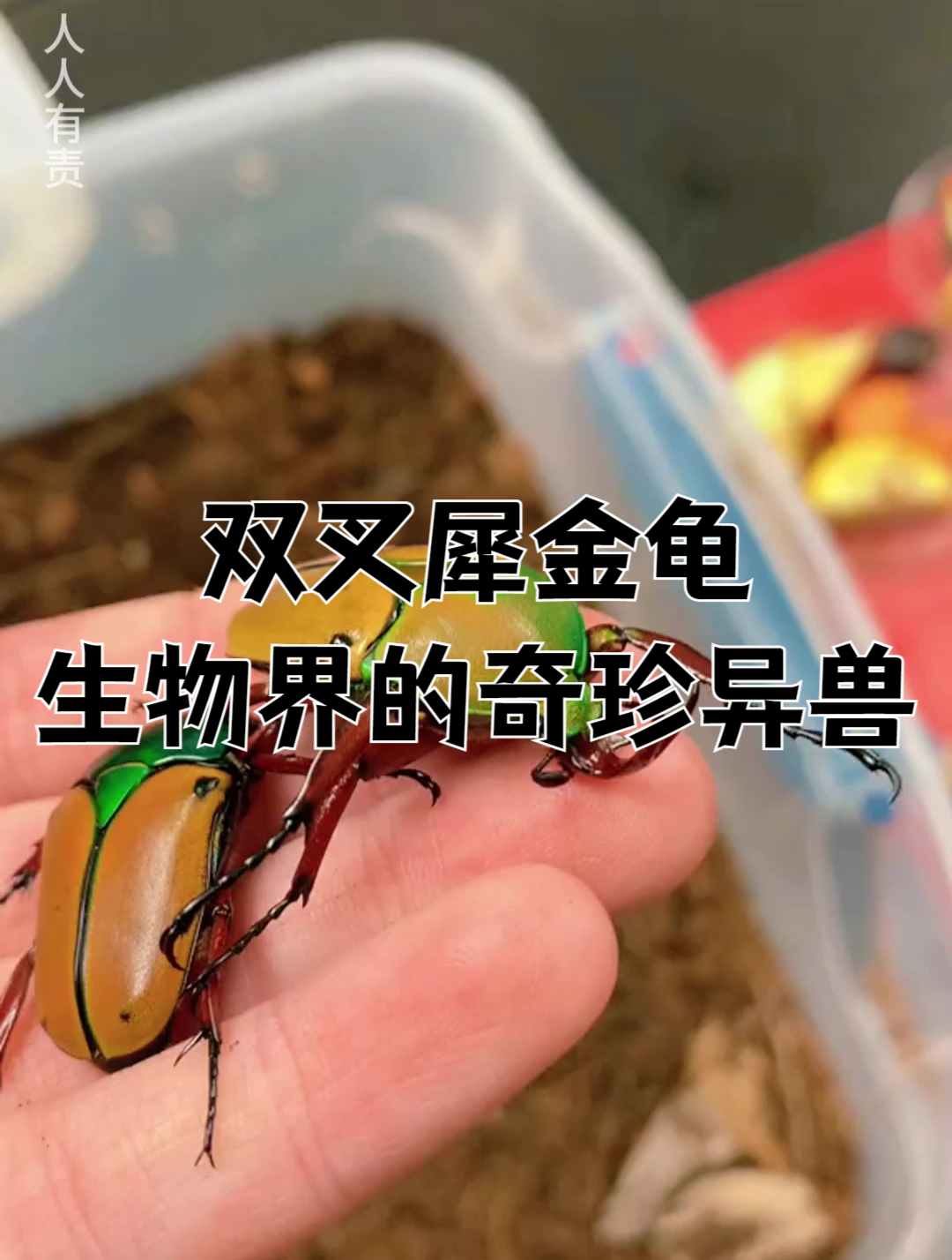 象巨犀金龟图片