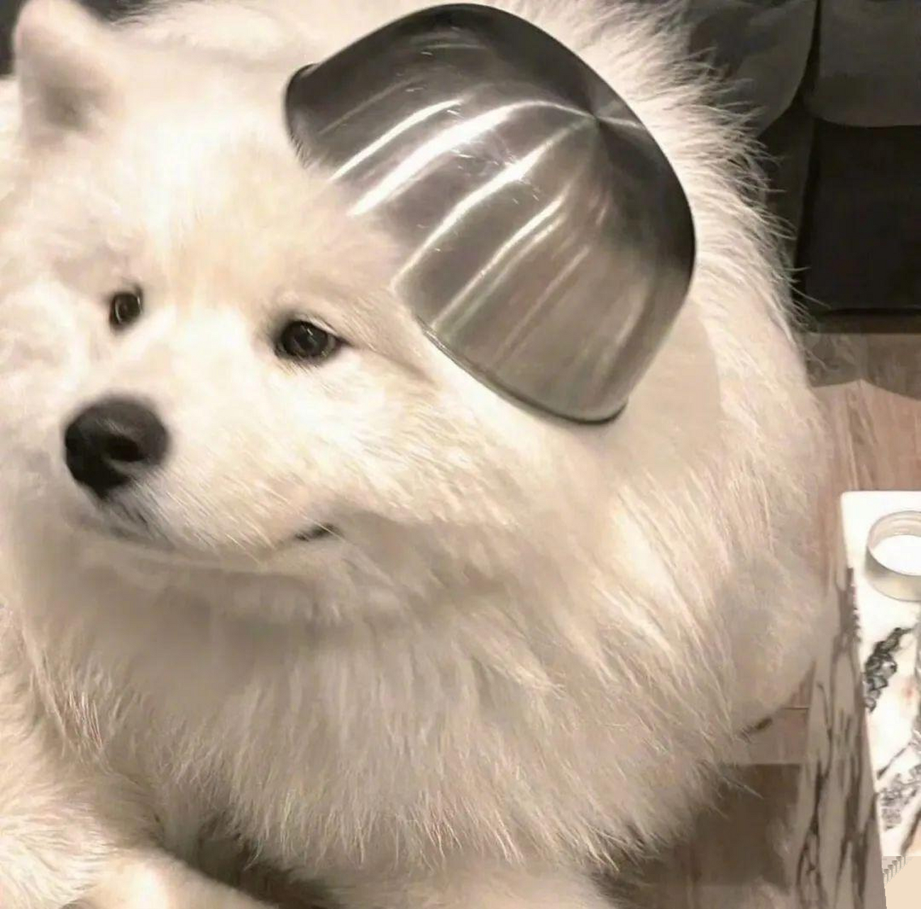 谁会不喜欢狗狗头像啊