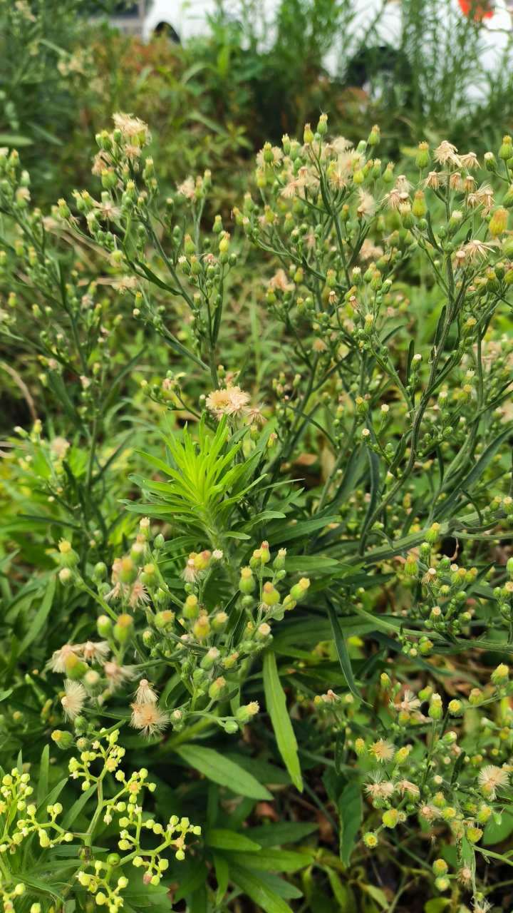 一大早去买菜,经过一花坛时看到这植物,它有个好听的名字叫苏门白酒草