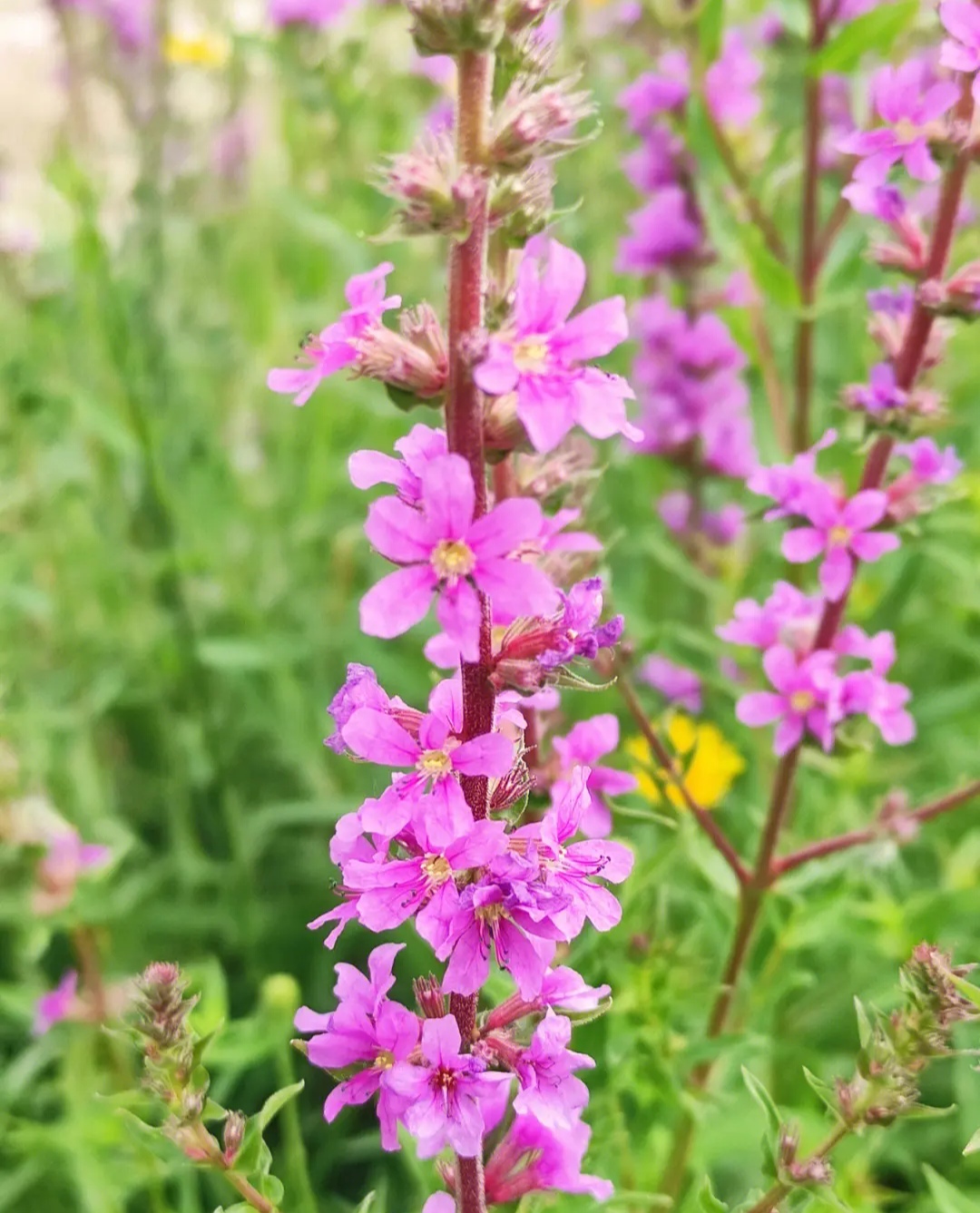 千屈菜:别名:败毒草,败毒莲,蜈蚣草,对叶莲.