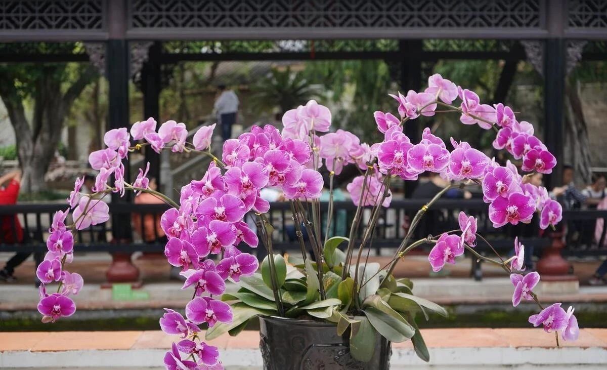 蝴蝶兰养护秘籍大公开!水培土培自由切换,轻松变身养兰达人!