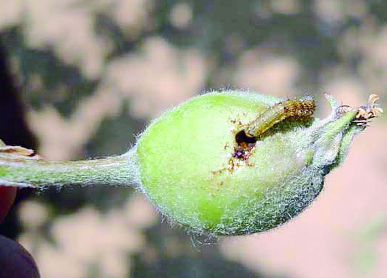 桃树钻心虫用什么药最好