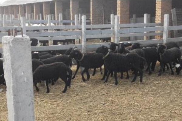 乌骨羊养殖注意事项,首先选择优质的种羊