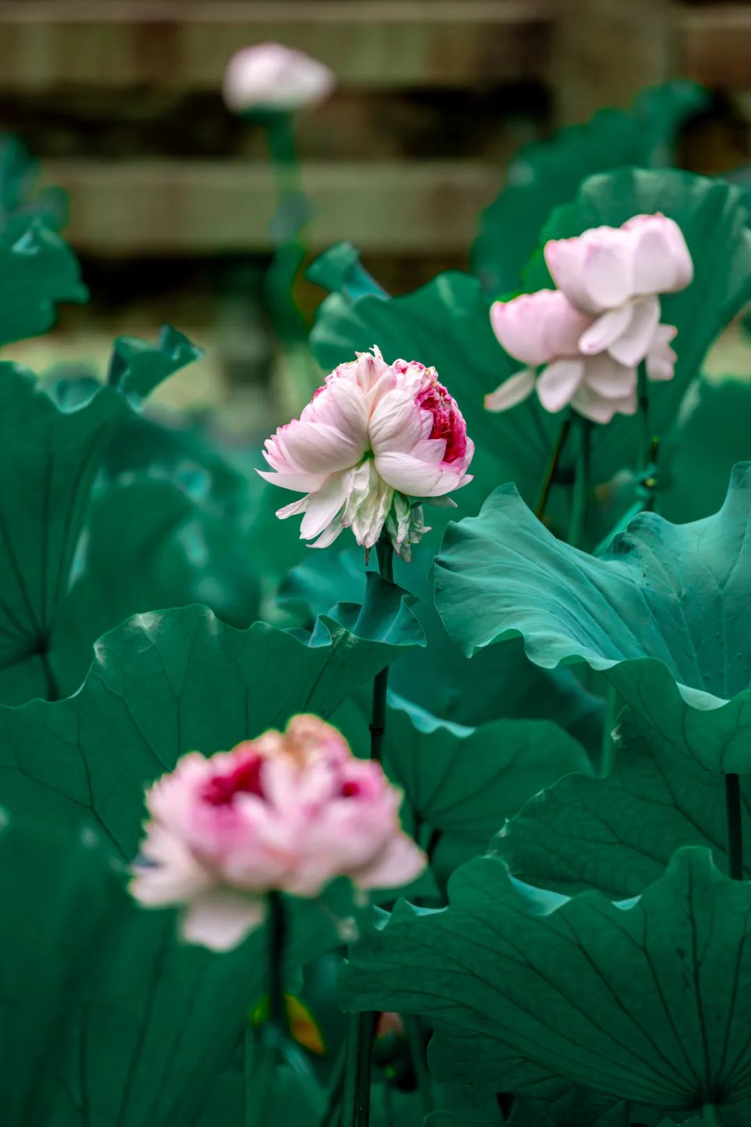 "昆山三宝"之一并蒂花开,好运"莲莲"
