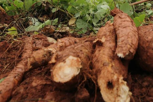 葛根是什么东西?葛根的生长环境和用途