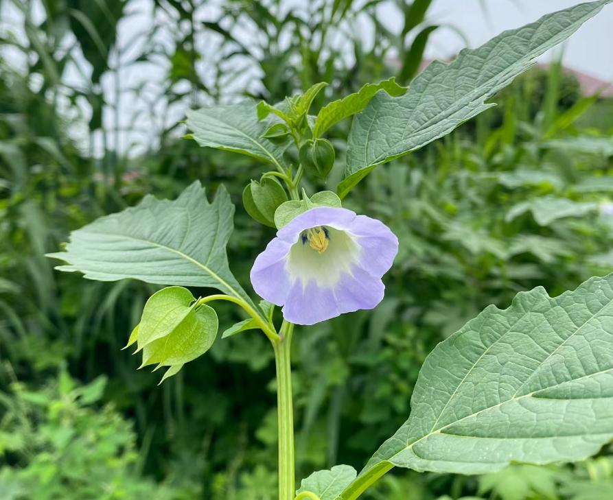 果子像灯笼的植物图片