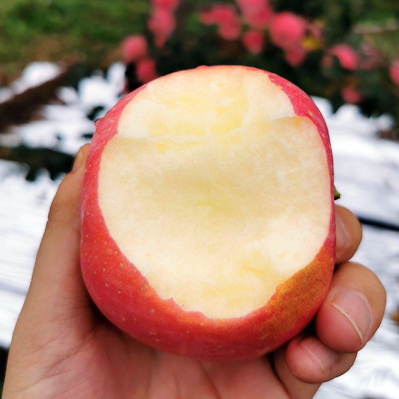 买苹果认准这5个产地,名副其实的苹果之乡,香甜美味,果中珍品