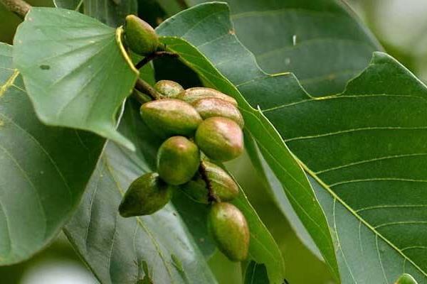 西青果种植技术,在高龄的果树上取种