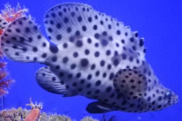 老鼠斑多少一斤,怎么做好吃