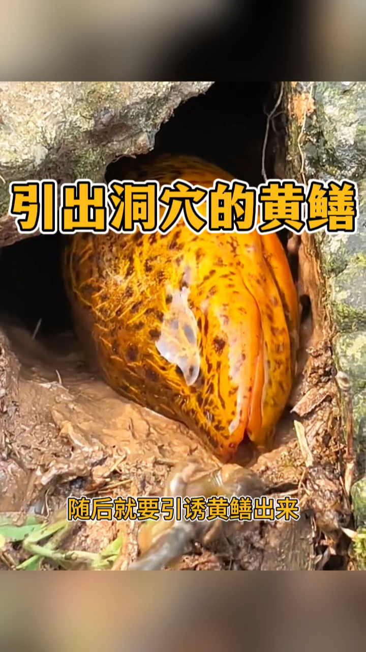 男子非常有技巧,引出洞穴的黄鳝