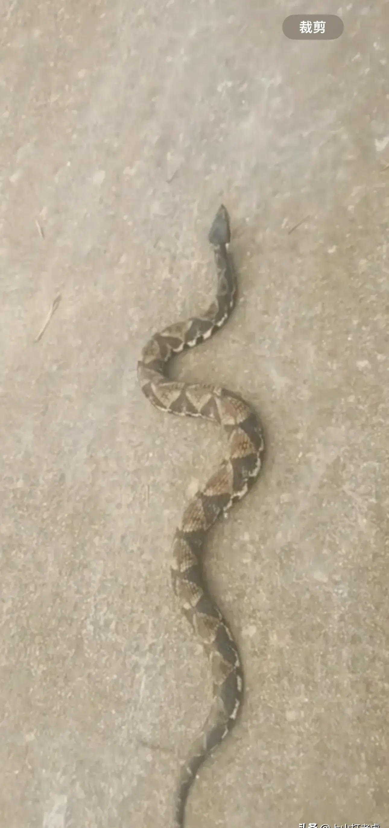 惊悚!安徽黄山,有村民在户外水泥路,发现条很粗短的三角斑纹蛇