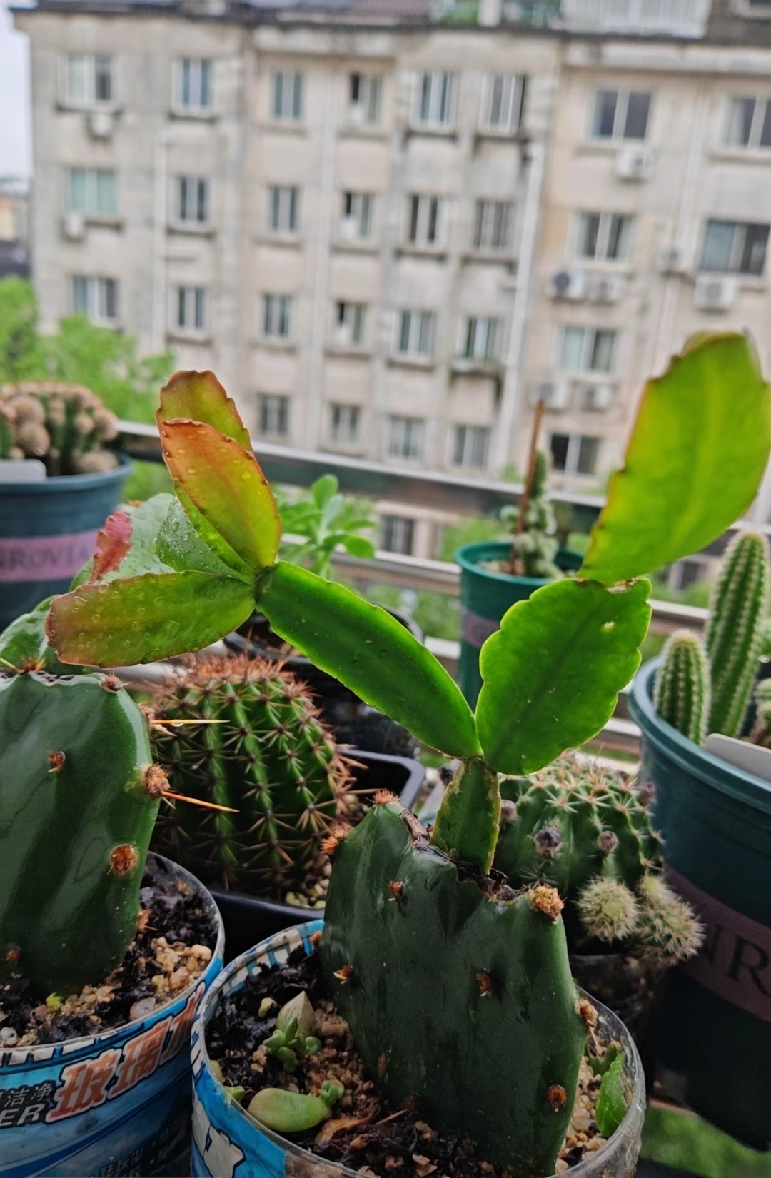 仙人掌嫁接假昙花,仙人掌就是很好的砧木