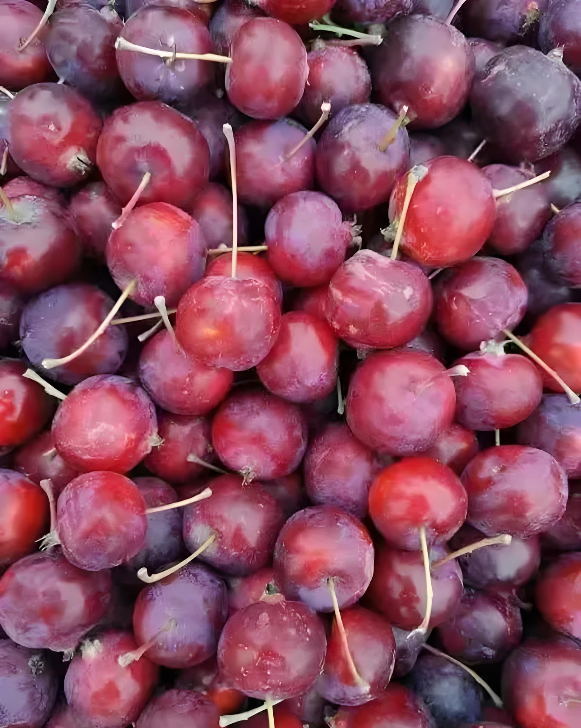 陕北府谷海红果