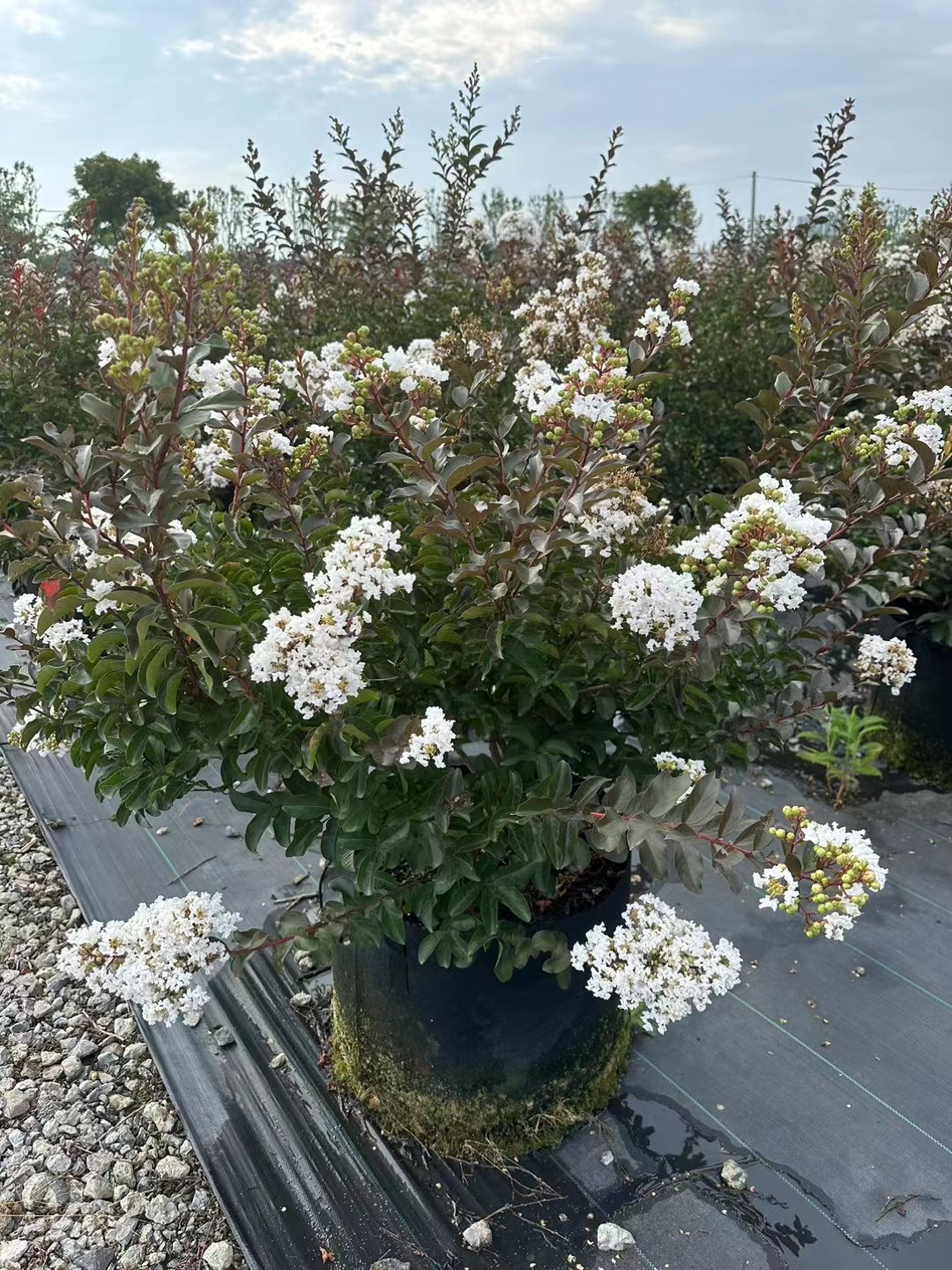 白花紫薇美植袋