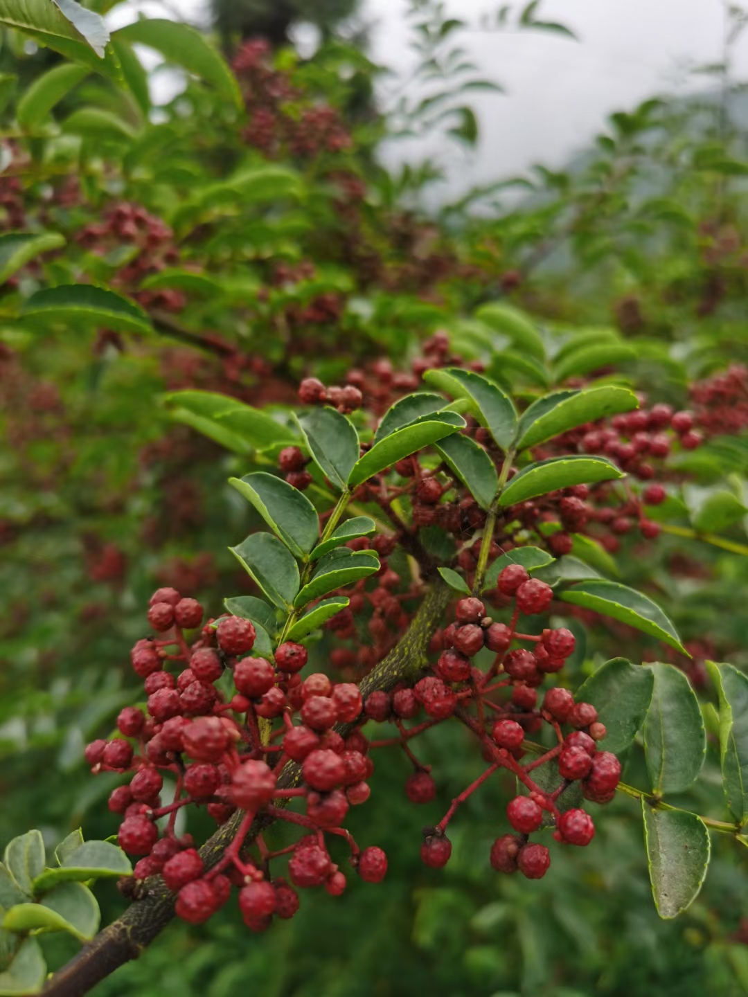 炎炎七月盼初秋,花椒欲熟韵枝头. 静待红透佳期至,采撷芬芳岁月悠
