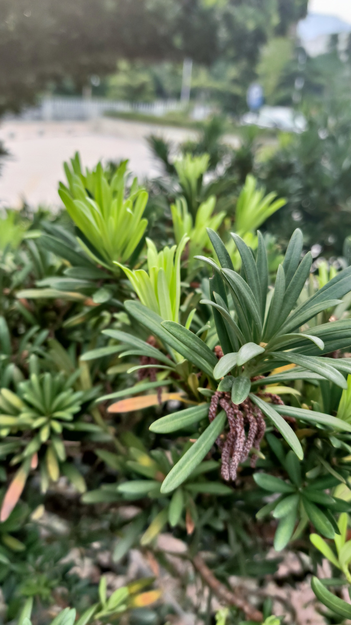 短叶罗汉松是罗汉松科罗汉松属植物,乔木,高达15米,胸径30厘米;痔条