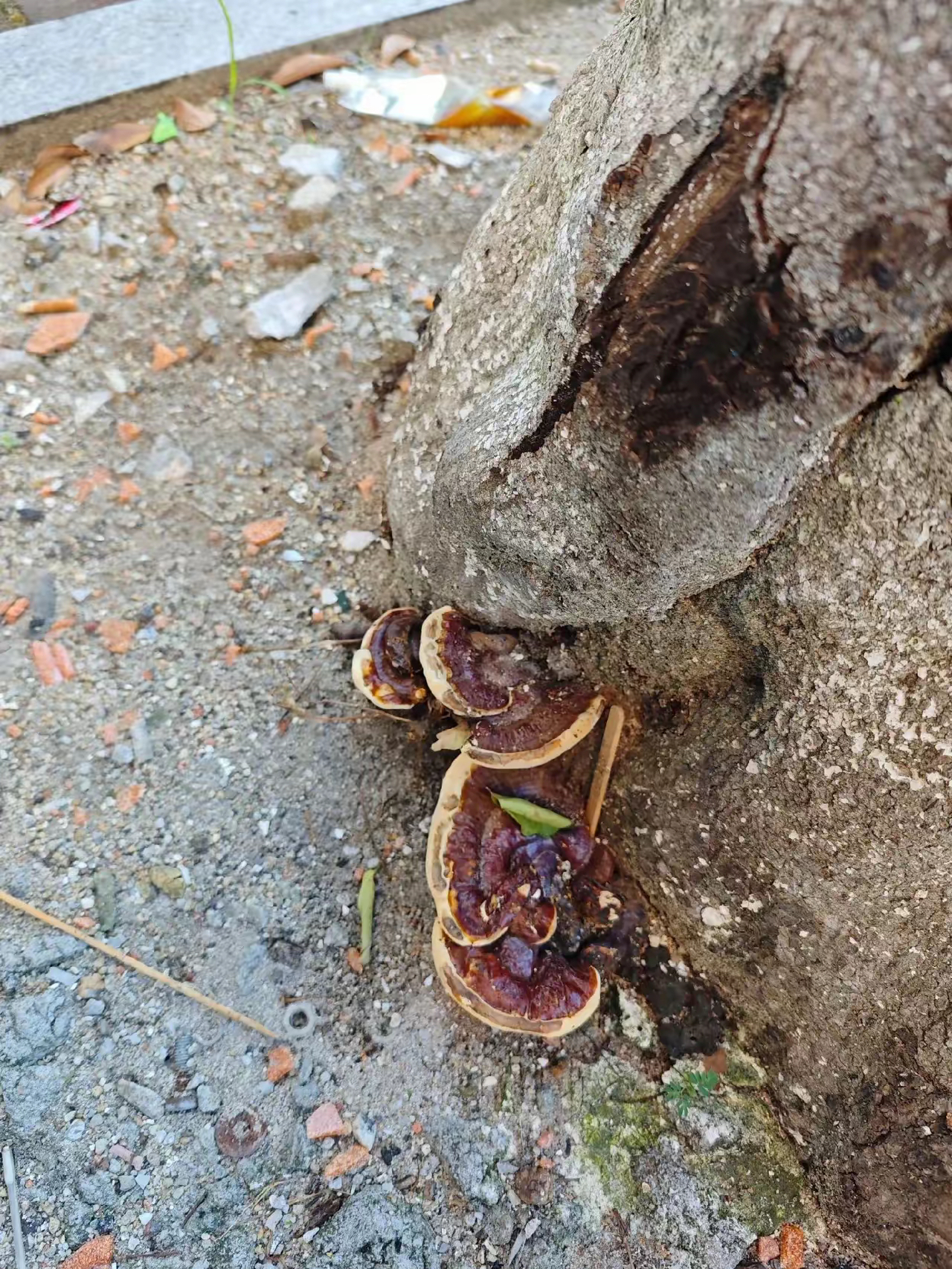 家里附近种的一棵树上最近结出了这个像灵芝一样的菌类,想问问有没有